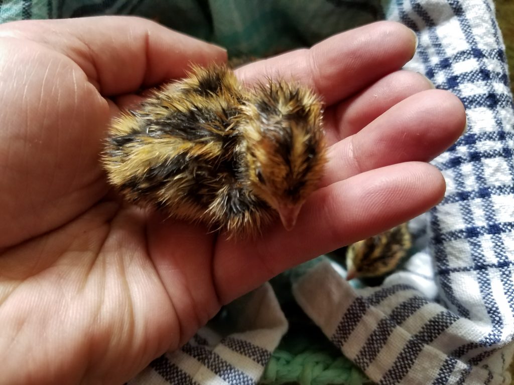 hatching-eggs-for-sale
